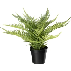 Best Bregne i potte Grønne Planter