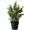 Sale Eucalyptus plante Grønne Planter