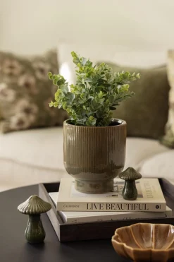 Sale Eucalyptus plante Grønne Planter