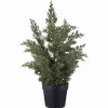 Online Furu i potte 39cm Grønne Planter|Juletrær Og Julegrønt