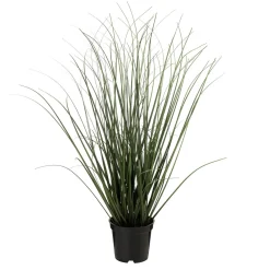 Hot Gress i potte 48cm Grønne Planter