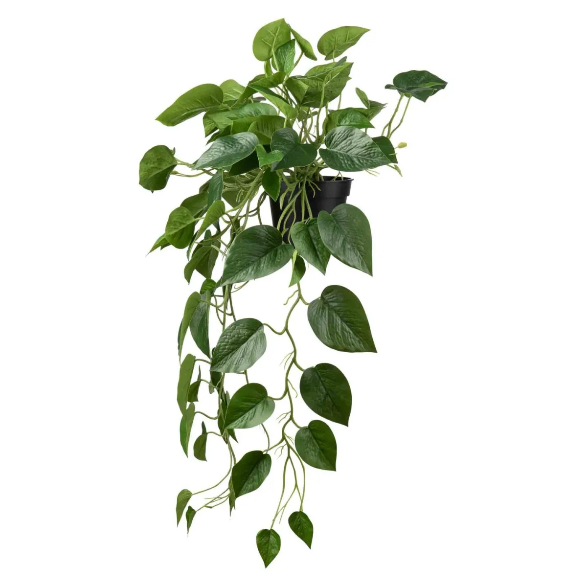 Hengende Gullranke Grønne Planter