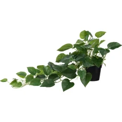 Hengende Gullranke Grønne Planter