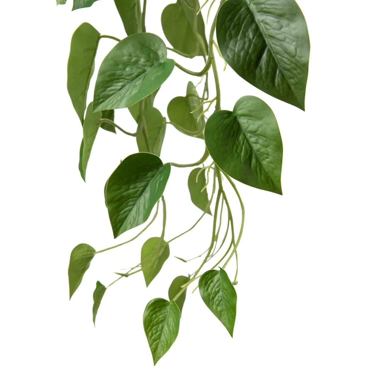 Hengende Gullranke Grønne Planter