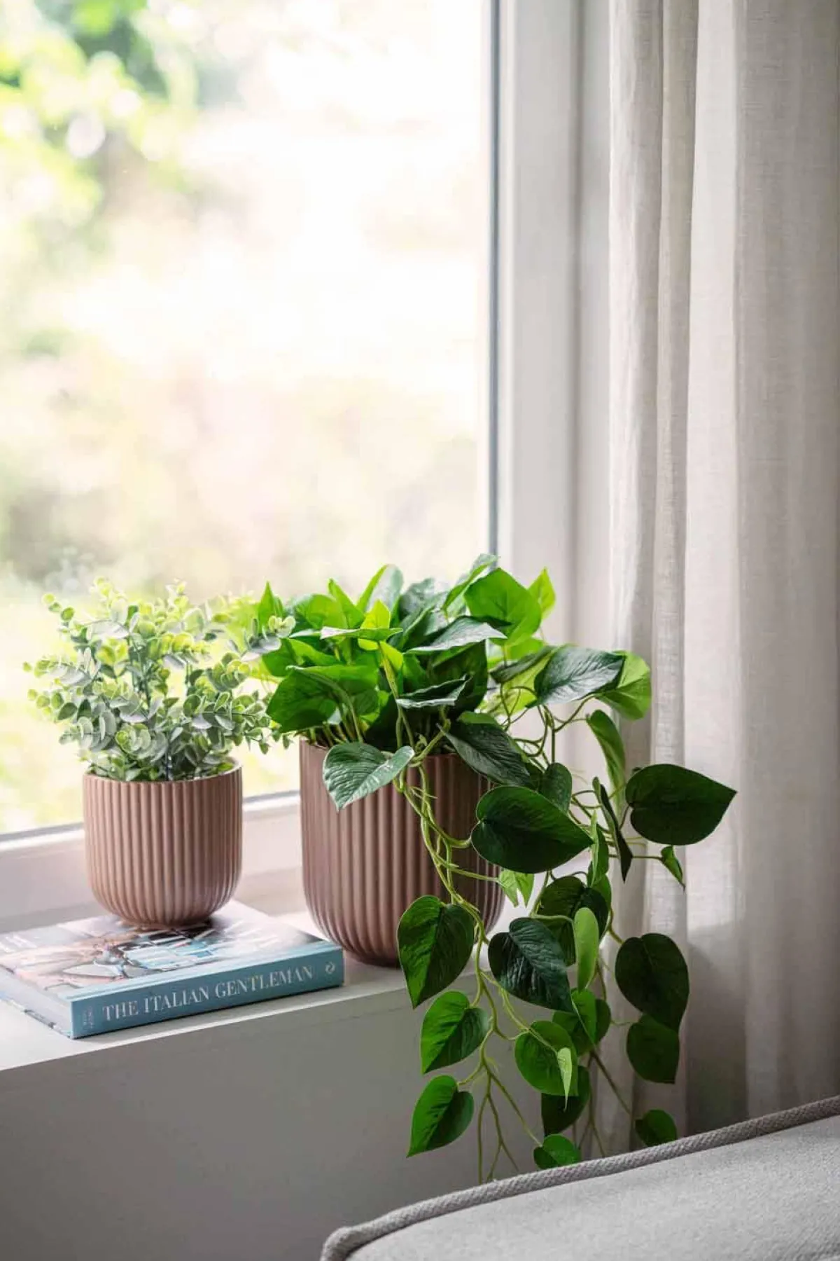 Hengende Gullranke Grønne Planter