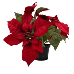 Julestjerne i potte Grønne Planter|Juletrær Og Julegrønt