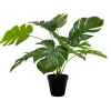 Outlet Monstera i potte 42cm Grønne Planter