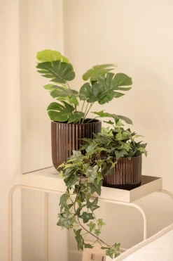 Outlet Monstera i potte 42cm Grønne Planter