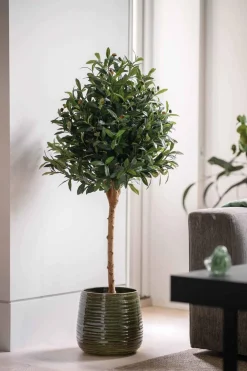 New Oliventre i potte H 120 cm Grønne Planter