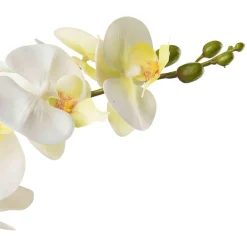 Orkide i potte Grønne Planter