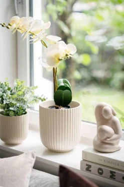 Orkide i potte Grønne Planter