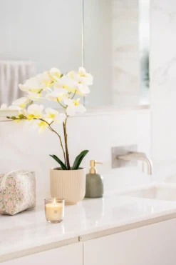 Orkide i potte Grønne Planter