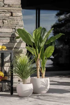 Clearance Palme i potte 85 cm Grønne Planter
