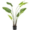 Discount Plante Banantre 123 cm Grønne Planter