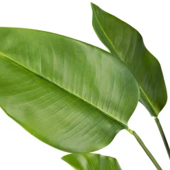 Discount Plante Banantre 123 cm Grønne Planter