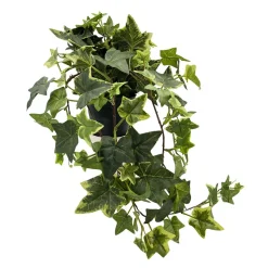 Outlet Plante Eføy tofarget Grønne Planter