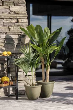 Clearance Plante Kwai palme 130 cm Grønne Planter