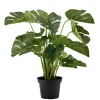 Outlet Plante Monstera Grønne Planter