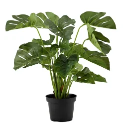 Outlet Plante Monstera Grønne Planter
