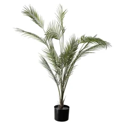 Sale Plante Palme stor Grønne Planter