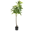 Plante Tre 115 cm Grønne Planter